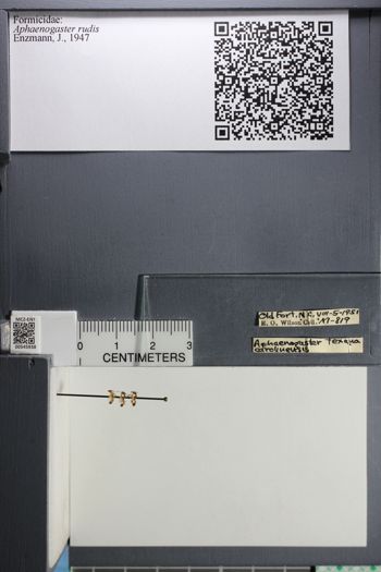 Media type: image;   Entomology 545938